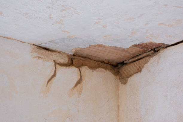 Best Professional water damage repair  in Custer, SD
